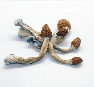 Penis Envy Magic Mushroom